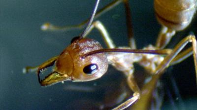 Expeditionen: Ameisen - Die heimliche Weltmacht