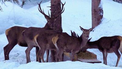 Expeditionen: Tierwelt der Alpen - Winter und Frühling