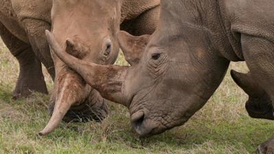 Expeditionen: Nashörner - Mit Herz und Horn