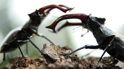Expeditionen: Wunderwelt Wald (2/2)