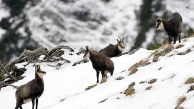 Expeditionen: Der Prinz der Alpen