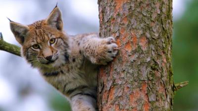 Expeditionen: Unsere Wälder - Die Sprache der Bäume