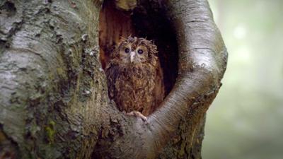 Expeditionen: Unsere Wälder - Im Reich des Wassers