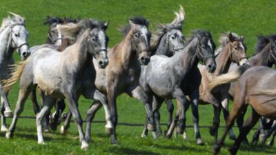 Expeditionen: Weiße Pferde, blaue Reben: In der Heimat der Lipizzaner und des Schilchers