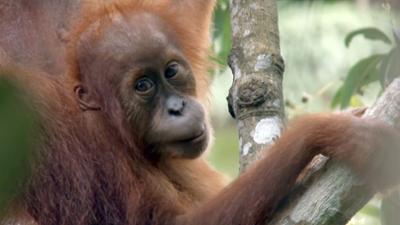Gefühlssache: Die Sprache der Tiere