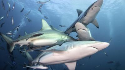 Helden der Evolution: Haie: Doku
