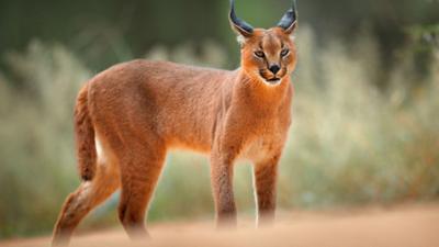 Helden der Evolution: Wildkatzen