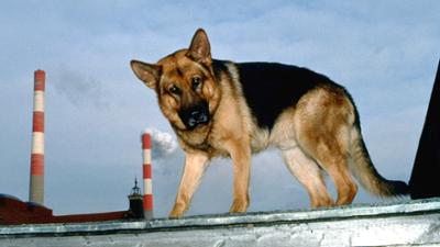 Kommissar Rex (11/14): Tödliche Teddys: Staffel 1