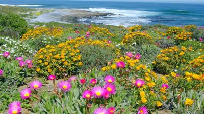 Namaqualand - Der Blumengarten Afrikas: Universum
