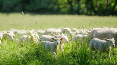 Reise durchs Mostviertel: Landleben
