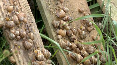 Selber garteln, lohnt sich das? - Die Wahrheit über Urban Farming