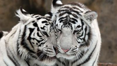 Tierischer Alltag: Episode 9