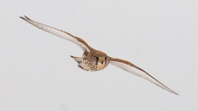 Turmfalken - Jäger der Großstadt: Universum