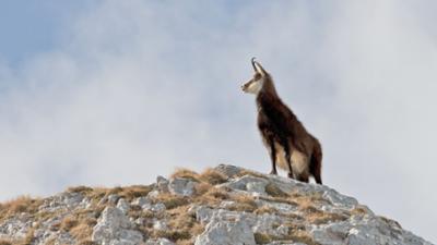 Von Gipfeln und Gämsen: Schladminger Bergwelten