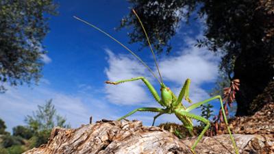 Wildes Griechenland: Universum