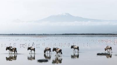 Afrikas Berge: Tansania: Kilimandscharo und Mount Meru