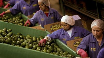 Avocado Superfood: Chiles Umweltkiller im Visier