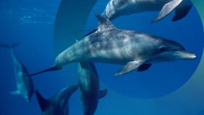 Delfine: die illegale Jagd