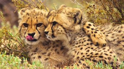 Der Geparden-Clan: Gemeinsam stark · Der Geparden-Clan (3/3)