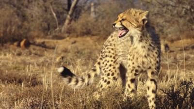 Der Geparden-Clan: Kampf ums Überleben · Der Geparden-Clan (2/3)