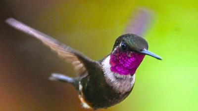 Der Kolibri-Effekt: Der Kolibri-Effekt