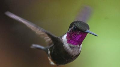 Der Kolibri-Effekt: Der Kolibri-Effekt