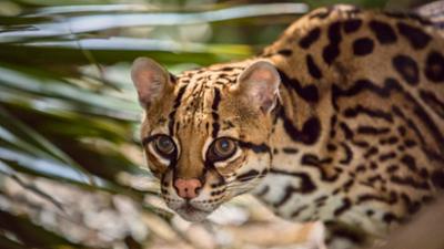 Der Ozelot: Eine Katze in Not