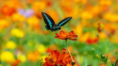 Die Farben der Tierwelt: Im Auge des Betrachters