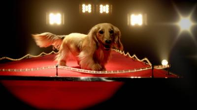 Die geheime Welt der Hunde: (1/3):
