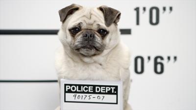 Die geheime Welt der Hunde: (2/3): Das Arbeitstier