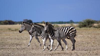 Die großen Wanderungen: Wanderungen · Der Zug der Zebras