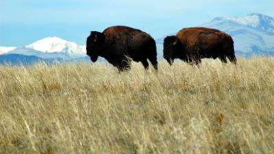 Die Prärie: Rückkehr der Wildnis