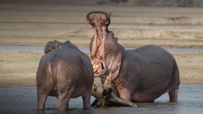 Die wilden Flüsse Afrikas: Luangwa