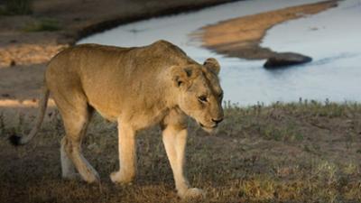 Die wilden Flüsse Afrikas: Limpopo