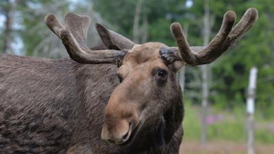 Ein Jahr in Kanadas Wildnis: Herbst · Ein Jahr in Kanadas Wildnis