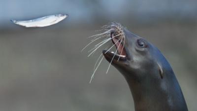 Ein Jahr in Kanadas Wildnis: Sommer · Ein Jahr in Kanadas Wildnis