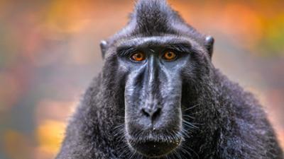 Hüter der Natur: (2/3) - Indonesien
