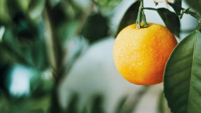 Orangen - Genuss mit Beigeschmack