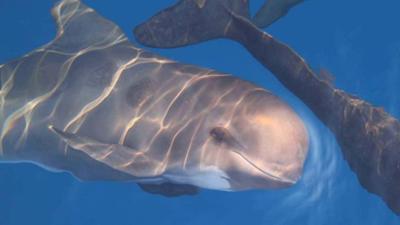Pelagos: Welt der Wale: Pelagos