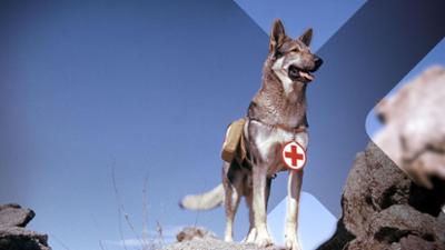 Terra X-History: Tiere im Krieg – Begleiter und Beschützer
