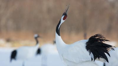 Wildes Japan - Land der tausend Inseln: Hokkaido · Wildes Japan