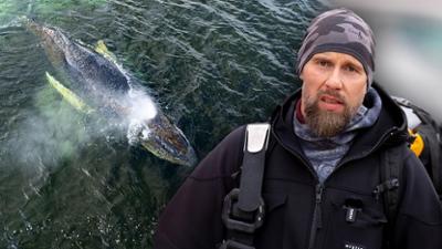 :DECODED: Der große Streit um das Wal-Drama