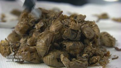 Border Patrol Australia: Volle Windeln