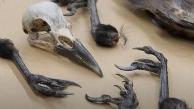 Border Patrol Australia: Staffel 17 Folge 2 Boten des Unheils