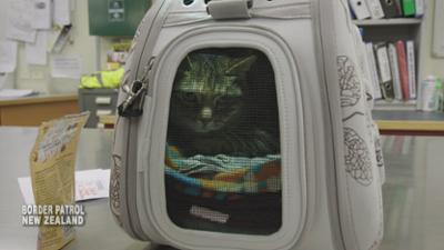 Border Patrol New Zealand - Einsatz an der Grenze: Staffel 11 Folge 4 Katzenjammer