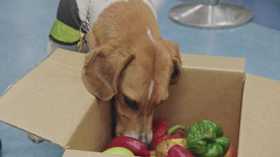 Border Patrol New Zealand - Einsatz an der Grenze: Staffel 13 Folge 2 Die betrunkene Richterin