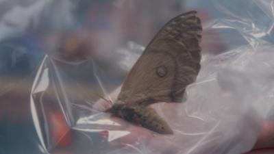 Border Patrol New Zealand - Einsatz an der Grenze: Staffel 15 Folge 4 Ein Falter sorgt für Wirbel