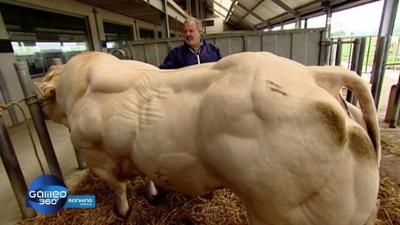 Galileo 360°: Staffel 2016, Folge 14: Der Bodybuilder-Bulle