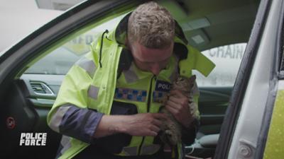 Police Force - Einsatz in Neuseeland: Staffel 19 Folge 5 Notfall mit Katze Police Force - Einsatz in Neuseeland: Staffel 19 Folge 5 Notfall mit Katze