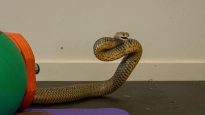Snake Security - Schlangenalarm in Australien: Poolparty mit Schlange Snake Security - Schlangenalarm in Australien: Poolparty mit Schlange